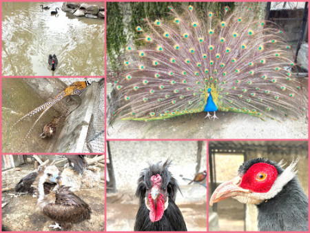 102 Birds